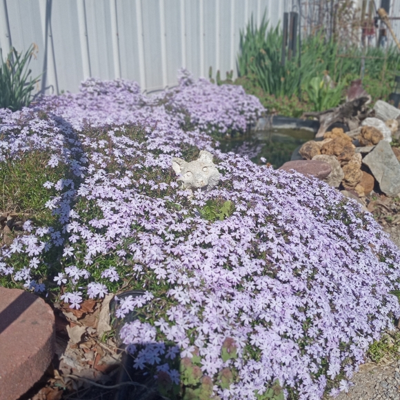 Foxholler - Picture 1 of 4